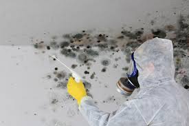 Best Basement Mold Removal  in Murfreesboro, NC